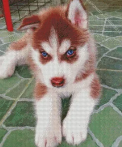 Blue Eyed Brown Husky Puppy Diamond Painting