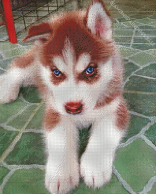 Blue Eyed Brown Husky Puppy Diamond Painting