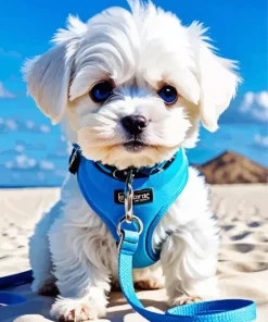 Blue Eyed Maltipoo Diamond Painting