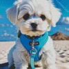 Blue Eyed Maltipoo Diamond Painting