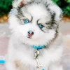 Blue Eyed Pomsky Dog Diamond Painting