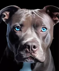 Blue Eyed Staffordshire Bull Terrier Diamond Painting