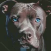 Blue Eyed Staffordshire Bull Terrier Diamond Painting