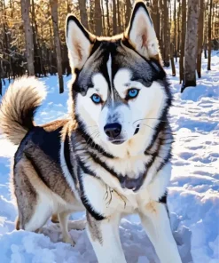 Blue Eyes Husky Dog Diamond Painting