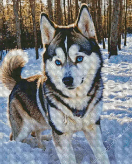 Blue Eyes Husky Dog Diamond Painting