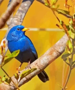 Blue Finch Bird Diamond Painting