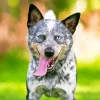 Blue Heeler Dog Animal Diamond Painting