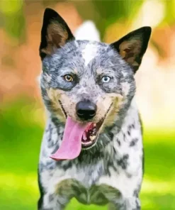 Blue Heeler Dog Animal Diamond Painting