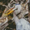 Blue Heron Eating Fish Diamond Painting