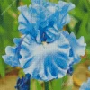Blue Iris Diamond Painting