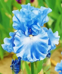 Blue Iris Diamond Painting
