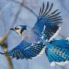 Blue Jay Bird Flying Diamond Painting
