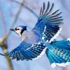 Blue Jay Bird Flying Diamond Painting