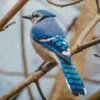 Blue Jay On Branch Diamond Painting