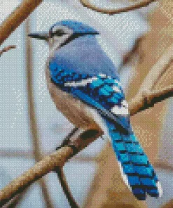 Blue Jay On Branch Diamond Painting