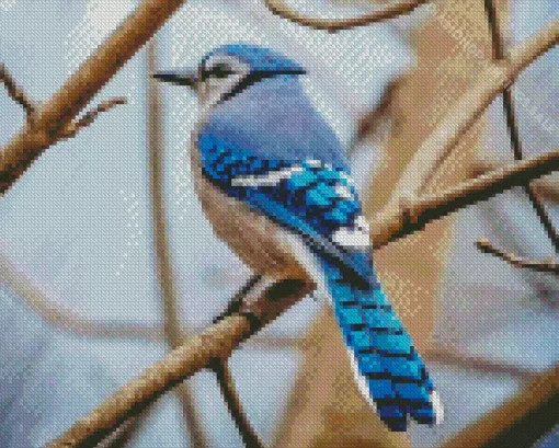 Blue Jay On Branch Diamond Painting