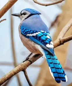 Blue Jay On Branch Diamond Painting