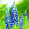 Blue Lupine Flowers Diamond Painting