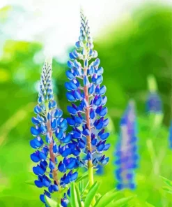 Blue Lupine Flowers Diamond Painting