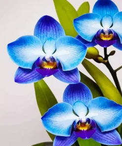 Blue Orchid Diamond Painting