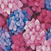 Blue Pink Purple Hydrangea Diamond Painting