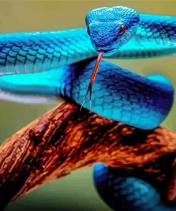 Blue Pit Viper Diamond Painting