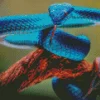 Blue Pit Viper Diamond Painting