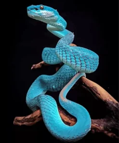 Blue Pit Viper Snake Diamond Painting