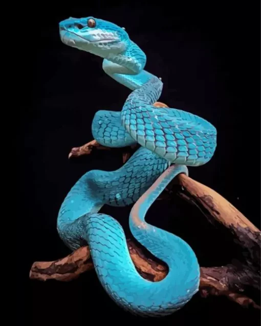 Blue Pit Viper Snake Diamond Painting