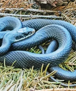 Blue Racer Snake Diamond Painting