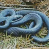 Blue Racer Snake Diamond Painting