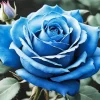 Blue Rose Diamond Painting