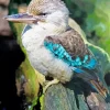 Blue Winged Kookaburra Diamond Painting