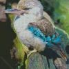 Blue Winged Kookaburra Diamond Painting