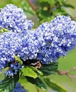 Blueblossom Plant Diamond Painting