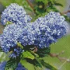 Blueblossom Plant Diamond Painting