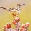 Cactus Wren Diamond Painting