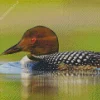 Common Loon Diamond Painting