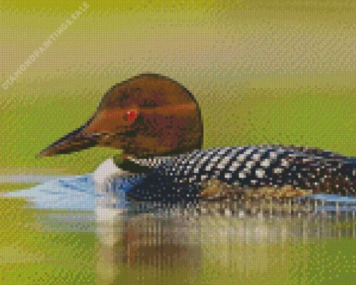 Common Loon Diamond Painting