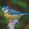 Cool Eurasian Blue Bird Diamond Painting