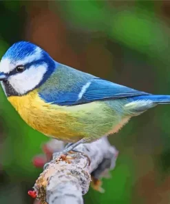 Cool Eurasian Blue Bird Diamond Painting