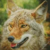 Coyote Face Diamond Painting