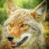 Coyote Face Diamond Painting