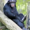 Cute Black Monkey Diamond Painting