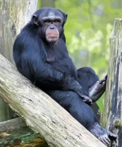 Cute Black Monkey Diamond Painting