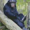 Cute Black Monkey Diamond Painting