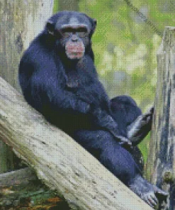 Cute Black Monkey Diamond Painting