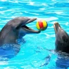Dolphin Playing With Ball Diamond Painting