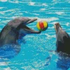 Dolphin Playing With Ball Diamond Painting