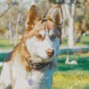 Golden Brown Husky Diamond Painting